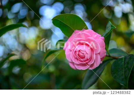 ツバキ（大仙）_6903 123488382