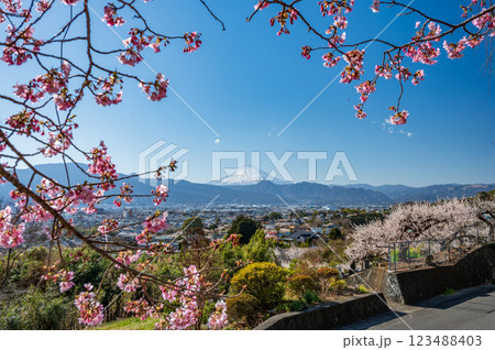 田島峠からの眺望　富士山と梅林の風景　河津桜の蕾 123488403