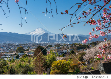 田島峠からの眺望　富士山と梅林の風景　河津桜の蕾 123488404