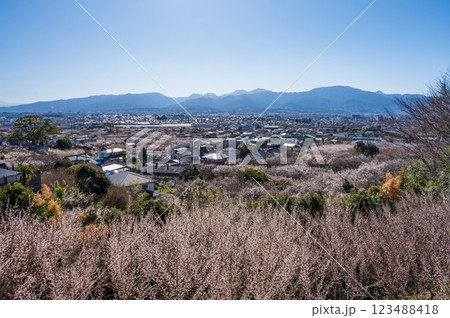田島峠から眺める曽我の梅林 田島峠から眺める曽我の梅林 123488418
