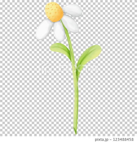 hand painted watercolor flowers hand painted watercolor flowers 123488458