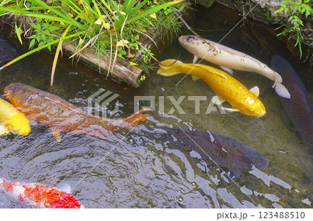 津和野町・殿町通りの堀割りの鯉 123488510