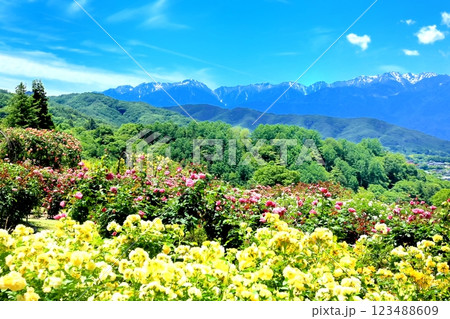 高遠しんわの丘ローズガーデン 高遠しんわの丘ローズガーデン 123488609