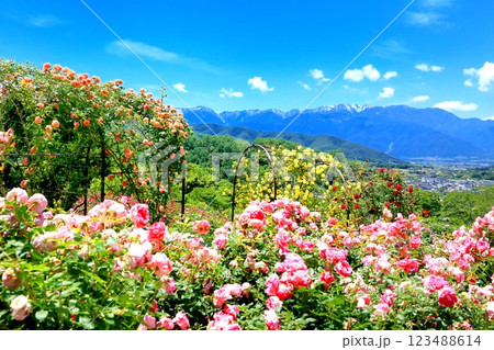 高遠しんわの丘ローズガーデン 123488614