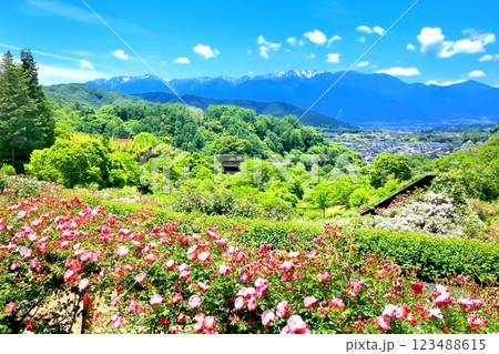 高遠しんわの丘ローズガーデン 123488615