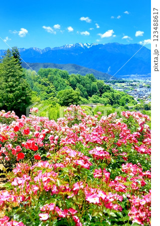 高遠しんわの丘ローズガーデン 123488617