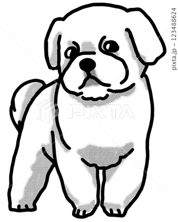 マルチーズ 白黒 背景透過 犬のイラスト マルチーズ 白黒 背景透過 犬のイラスト 123488624