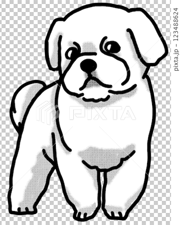 Maltese, black and white, transparent background, dog illustration 123488624