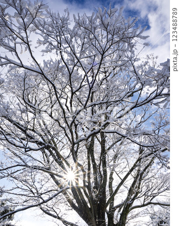 雪の朝 雪の朝 123488789