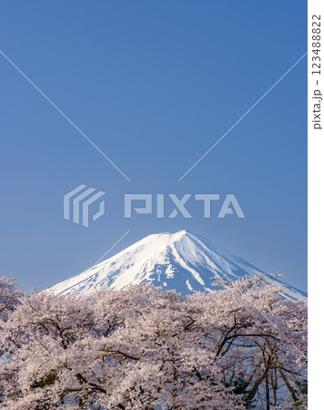 農鳥の見える富士山と満開の桜_春の風物詩 農鳥の見える富士山と満開の桜_春の風物詩 123488822