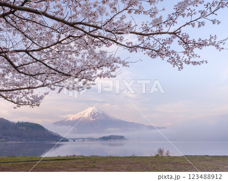満開の桜と富士山_日本を象徴する絶景 満開の桜と富士山_日本を象徴する絶景 123488912
