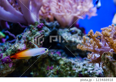 カラフルな熱帯魚ハタタテハゼの美しい姿 123488918