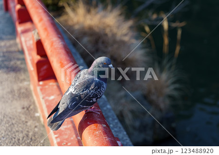 赤い手すりの上にとまる鳩 123488920