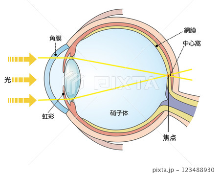 正視　正常な見え方の図解 123488930