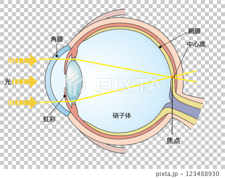 正視　正常な見え方の図解 123488930