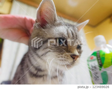 なでられている猫を下から撮影 123489026