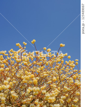 春_快晴とミツマタの風景 春_快晴とミツマタの風景 123489087