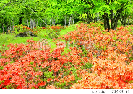 八千穂高原のレンゲツツジ 123489156