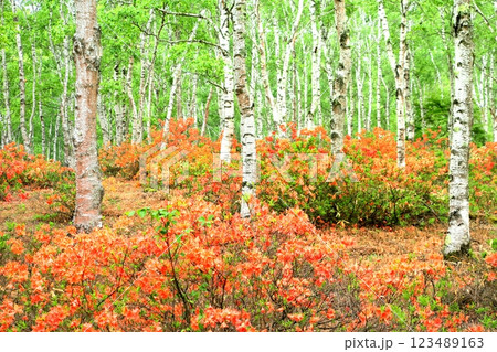 八千穂高原のレンゲツツジ 123489163