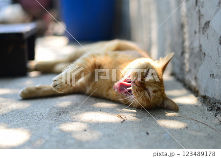 An orange cat is sleeping with its mouth open and yawning. An orange cat is sleeping with its mouth open and yawning. 123489178