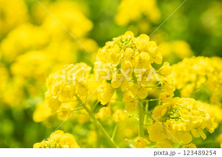 家の周りの草花　四季の色々　早春に咲く黄色い菜の花　花畑　菜の花のある美しい風景　 123489254