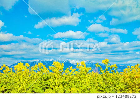 家の周りの草花　四季の色々　満開の菜の花畑と雲に覆われ白銀輝く比良山系の山々　 123489272