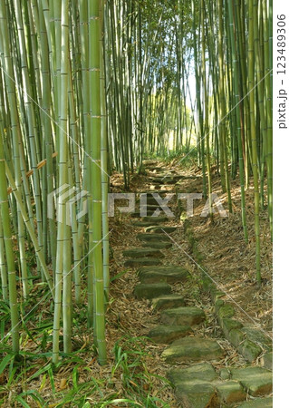 竹林の小径 竹林の小径 123489306