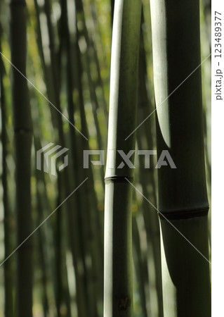 竹林 竹林 123489377