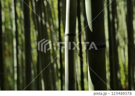 竹林 竹林 123489378