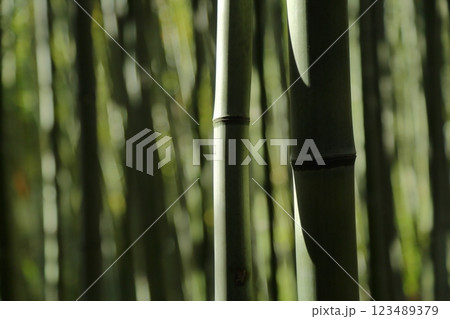 竹林 123489379