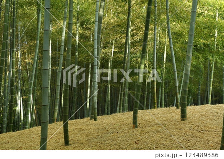 竹林 竹林 123489386