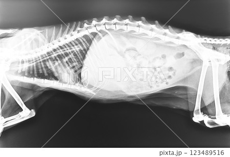 Animal x-ray. Dog x-ray. Dog show in normal x-ray film. Animal x-ray. Dog x-ray. Dog show in normal x-ray film. 123489516