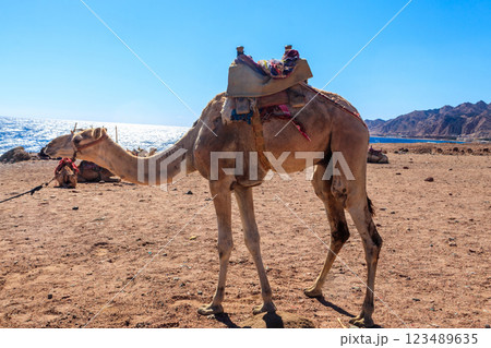 Camels on the shore of the Red Sea in the Gulf of Aqaba. Dahab, Egypt 123489635
