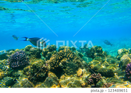 Sohal surgeonfish (Acanthurus sohal) or sohal tang, is a Red Sea endemic. Sohal surgeonfish on coral reef in the Red sea in Ras Mohammed national park. Sinai peninsula in Egypt Sohal surgeonfish (Acanthurus sohal) or sohal tang, is a Red Sea endemic. Sohal surgeonfish on coral reef in the Red sea in Ras Mohammed national park. Sinai peninsula in Egypt 123489651