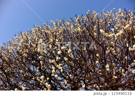 中野区の白鷺公園に咲く白梅(2) 中野区の白鷺公園に咲く白梅(2) 123490118