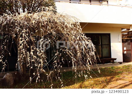 中野区の白鷺公園に咲く枝垂れ梅（2） 123490123