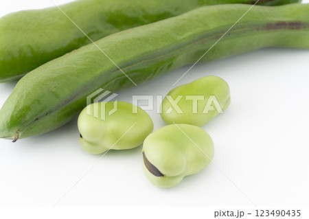 ソラマメのクローズアップ ソラマメのクローズアップ 123490435