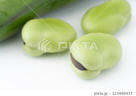 ソラマメのクローズアップ ソラマメのクローズアップ 123490437