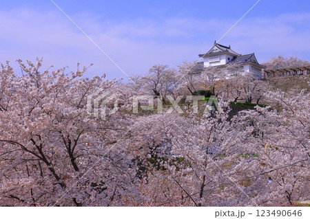 鶴山公園(岡山県津山市)津山城に咲く満開の桜<日本さくら名所100選> 鶴山公園(岡山県津山市)津山城に咲く満開の桜<日本さくら名所100選> 123490646