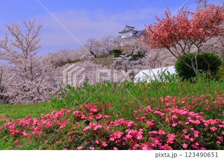 鶴山公園(岡山県津山市)津山城に咲く満開の桜<日本さくら名所100選> 鶴山公園(岡山県津山市)津山城に咲く満開の桜<日本さくら名所100選> 123490651