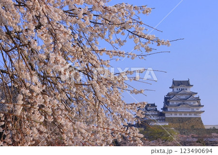 姫路城（兵庫県姫路市）満開の桜＜日本100名城＞ 123490694