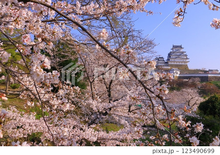姫路城(兵庫県姫路市)満開の桜<日本100名城> 姫路城(兵庫県姫路市)満開の桜<日本100名城> 123490699