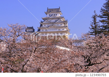 姫路城(兵庫県姫路市)満開の桜<日本100名城> 姫路城(兵庫県姫路市)満開の桜<日本100名城> 123490703