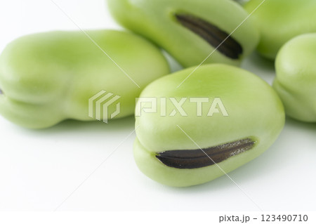 ソラマメの実のクローズアップ ソラマメの実のクローズアップ 123490710