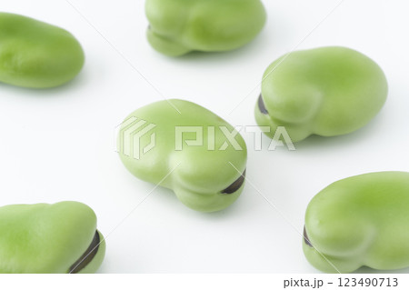 ソラマメの実のクローズアップ ソラマメの実のクローズアップ 123490713