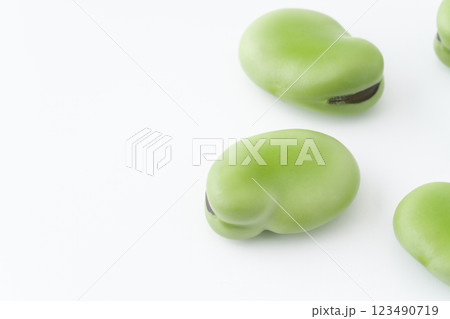 ソラマメの実のクローズアップ ソラマメの実のクローズアップ 123490719