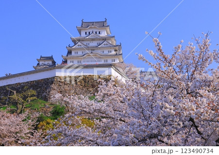 姫路城（兵庫県姫路市）満開の桜＜日本100名城＞ 123490734