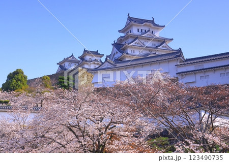姫路城（兵庫県姫路市）満開の桜＜日本100名城＞ 123490735