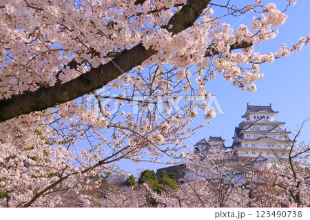 姫路城(兵庫県姫路市)満開の桜<日本100名城> 姫路城(兵庫県姫路市)満開の桜<日本100名城> 123490738