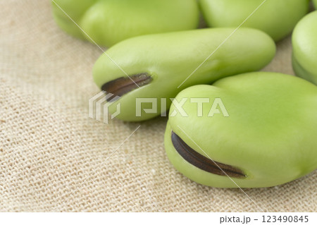 ソラマメの実のクローズアップ ソラマメの実のクローズアップ 123490845